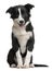 Border Collie puppy, 4 months old, sitting