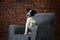 border collie puppy on an armchair, brick wall background. dog in a modern loft interior.