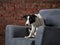 border collie puppy on an armchair, brick wall background. dog in a modern loft interior.