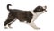 Border Collie puppy barking, isolated