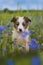 Border collie puppy in a cornflower field