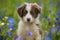 Border collie puppy in a cornflower field