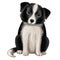 Border collie puppy, cute little dog hand drawn realistic illustration with charming eyes