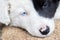 Border Collie puppy on a farm