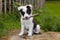 Border collie puppy on grass