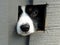 A border collie puppy with his nose poked through a hole in a fence