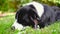 Border Collie puppy lying in the garden