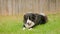 Border Collie puppy lying on the grass