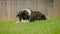 Border Collie puppy lying on the grass