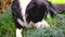 Border Collie puppy lying in the grass