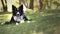 A border collie puppy plays with the ball in the woods