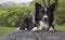 Border collie puppy, posing alert, on a wood table in the woods.