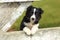 Border Collie Puppy Resting Paws on Rustic White Wooden Fence