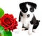 Border collie puppy and rose