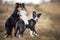 border collie puppy and shetland sheepdog dog posing together outdoors