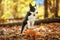 Border collie puppy stays on pumpkin