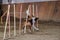 Border collie of red and white color overcomes slalom with several vertical sticks sticking out of sand. Smartest breed in the