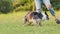 Border Collie roams a sunlit field. This active dog traverses greenery