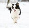 Border collie running