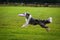 Border collie running and catching frisbee in jump