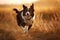 Border collie running in the field at sunset. The border collie is a breed of dog in the family Felidae. Ai generated