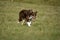 Border Collie Running While Herding Sheep