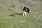 Border Collie Running in a Meadow Rounding up Sheep