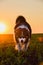 Border collie is running in the sunset.