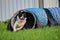 Border Collie Runs out of Tunnel in Agility Training