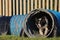 Border Collie Runs Outside of Agility Tunnel