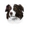 Border Collie, Scottish Sheepdog dog digital art illustration isolated on white background. United Kingdom origin herding dog.