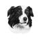 Border Collie, Scottish Sheepdog dog  illustration isolated on white background. United Kingdom origin herding dog. Cute pet hand