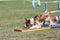 Border Collie on the seesaw obstacle on dog agility sport competition