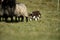 Border Collie with Sheep Herding