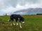 Border collie sheepdog in the farm.