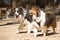 A Border Collie and a Shetland Shepherd walking in a park