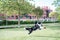 Border collie showing his teeth as he tries to catch the disc thrown to him by his handler, a young woman