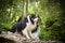 Border collie is sittig on the stone.