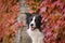 Border collie is sitting in autumn nature.