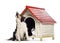 Border Collie sitting and barking next to a kennel with rabbit inside against white background