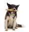 Border Collie sitting and chewing bone against white background