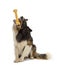 Border Collie sitting and chewing bone against white background