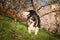 Border collie is sitting in flowering orchard