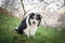 Border collie is sitting in flowering orchard