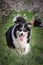 Border collie is sitting in flowering orchard in the city center of Prague