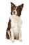 Border collie sitting in front of white background