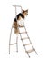 Border Collie sitting on ladder