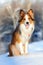 Border collie sitting on the snow