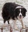 Border Collie in Snow