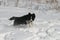 Border collie, Snow Puppy